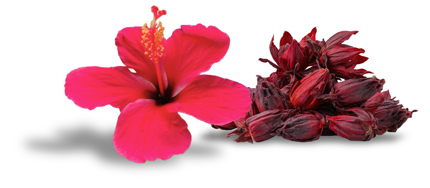 Hibiscus